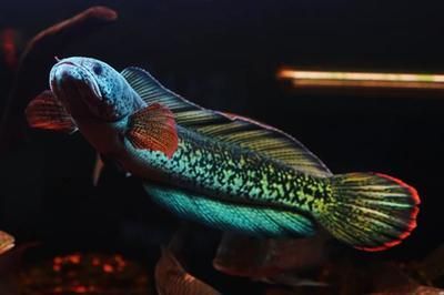 雷龍魚去哪里買（購買雷龍魚可以通過多種途徑購買雷龍魚的建議和注意事項）