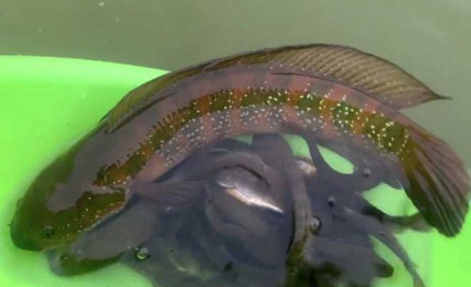 雷龍魚去哪里買（購買雷龍魚可以通過多種途徑購買雷龍魚的建議和注意事項）