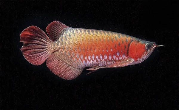 金龍魚受傷了能恢復嗎