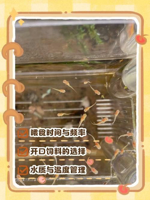 孔雀龍魚吃什么長得快一點