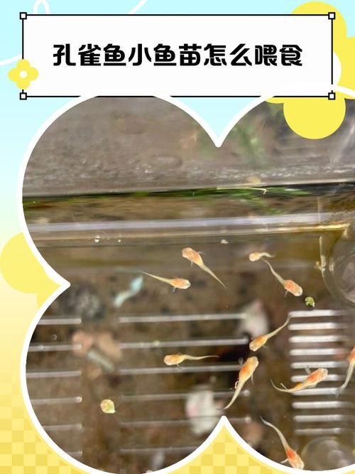 孔雀龍魚吃什么長得快一點