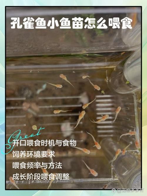 孔雀龍魚吃什么長得快一點