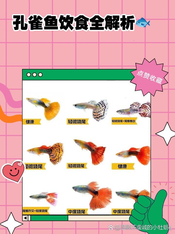 孔雀龍魚吃什么長得快一點