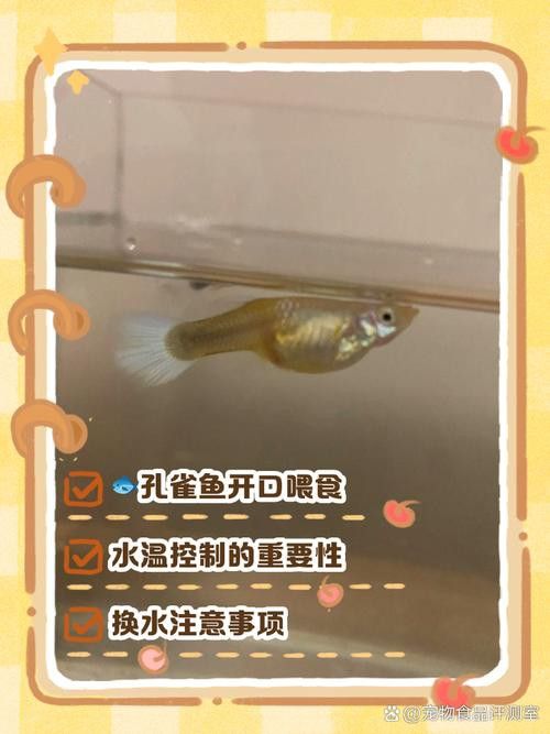 孔雀龍魚吃什么長得快一點