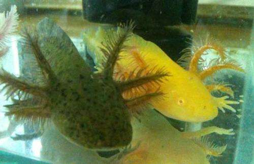 六角恐龍魚好養(yǎng)嗎需要注意什么（六角恐龍魚的飼養(yǎng)方法）