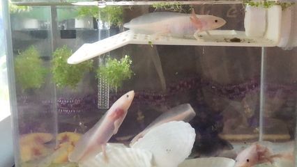 六角恐龍魚好養(yǎng)嗎需要注意什么（六角恐龍魚的飼養(yǎng)方法）