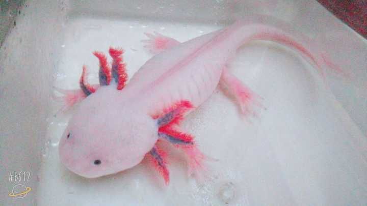 六角恐龍魚好養(yǎng)嗎需要注意什么（六角恐龍魚的飼養(yǎng)方法）