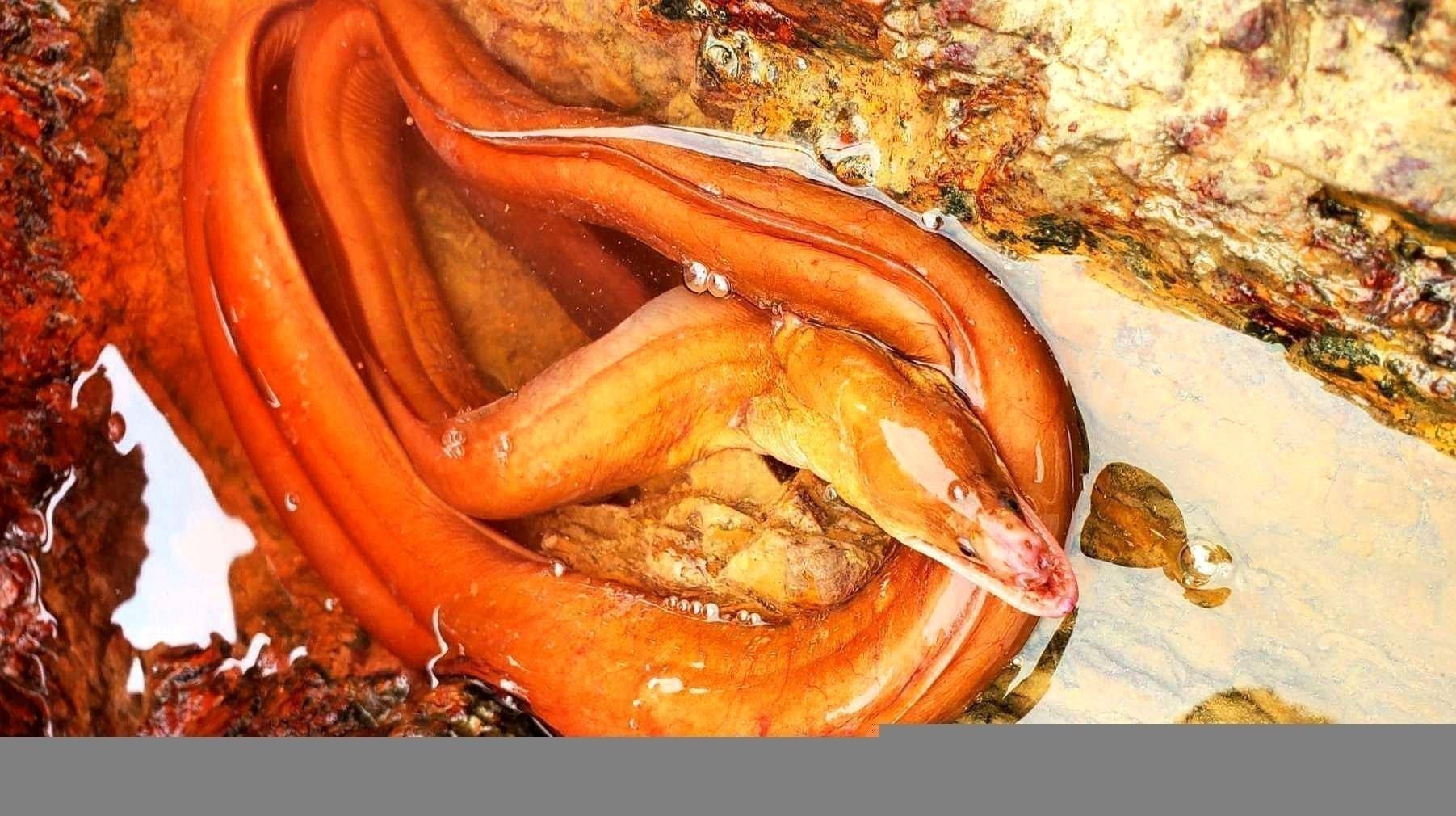 超血紅龍魚的最佳飼養(yǎng)環(huán)境是怎樣的？ 超血紅龍魚的最佳飼養(yǎng)環(huán)境是怎樣的？ 龍魚百科 第8張