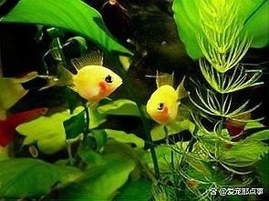 龍睛魚有哪些雜交品種？
