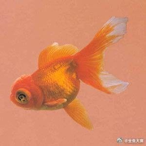 龍睛魚有哪些雜交品種？