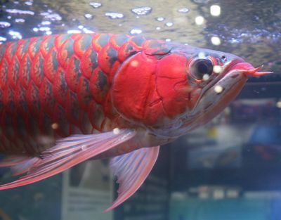 龍魚漂浮不動怎么辦：龍魚漂浮不動怎么辦龍魚漂浮不動怎么辦 龍魚漂浮不動怎么辦：龍魚漂浮不動怎么辦龍魚漂浮不動怎么辦 龍魚百科 第3張