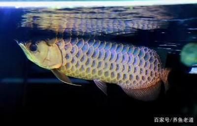 龍魚漂浮不動怎么辦:龍魚漂浮不動怎么辦龍魚漂浮不動怎么辦 龍魚百科 第1張 龍魚漂浮不動怎么辦:龍魚漂浮不動怎么辦龍魚漂浮不動怎么辦 龍魚漂浮不動怎么辦:龍魚漂浮不動怎么辦龍魚漂浮不動怎么辦 龍魚百科 第1張
