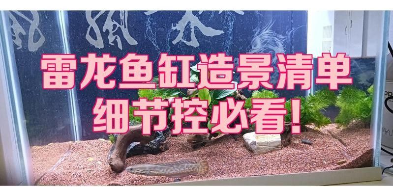 雷龍魚用什么沉木