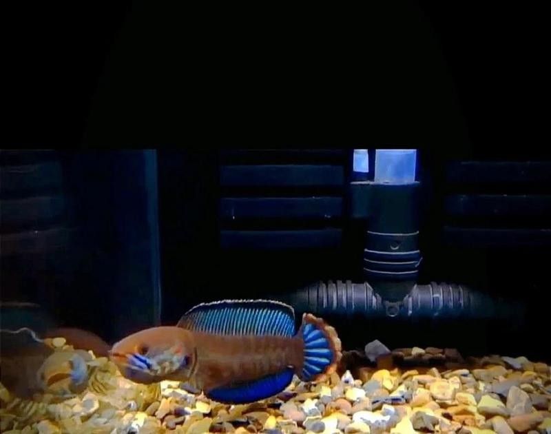 雷龍魚用什么沉木