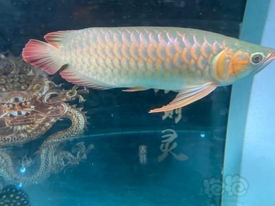 龍魚多久能長到20：龍魚多久能長到20厘米，龍魚生長速度受哪些因素影響