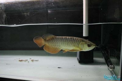 龍魚多久能長到20：龍魚多久能長到20厘米，龍魚生長速度受哪些因素影響