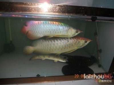 龍魚多久能長到20：龍魚多久能長到20厘米，龍魚生長速度受哪些因素影響
