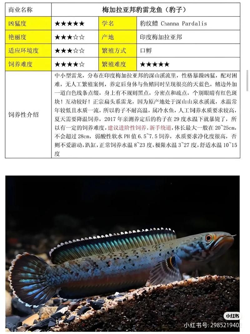 雷龍魚的圖片