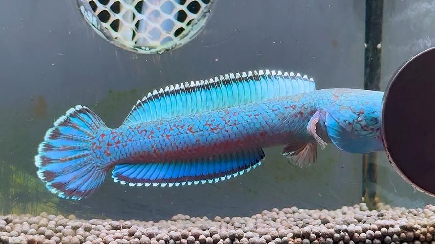 雷龍魚的圖片