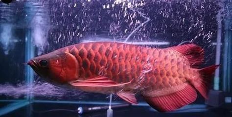 龍魚常見疾病圖片大全大圖解：關于龍魚常見疾病的詳細描述和防治方法