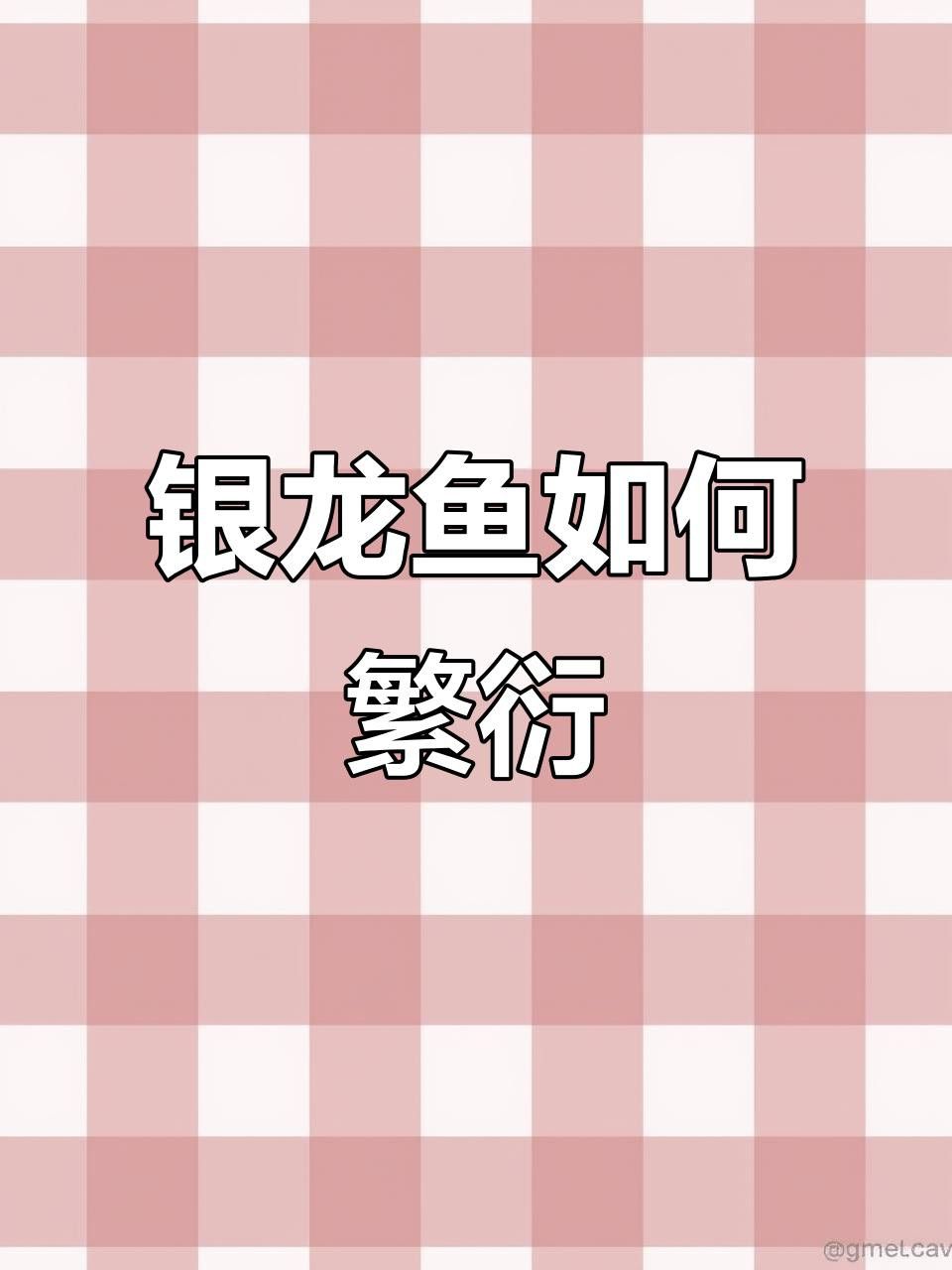 如何保持銀龍魚血統純正？