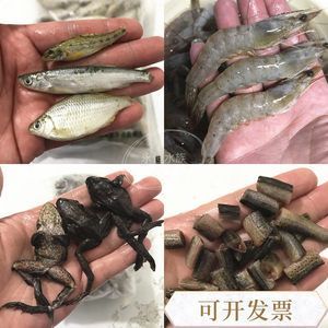 龍魚的嘴撞傷了會死嗎：龍魚吃海蝦對龍魚的影響 龍魚的嘴撞傷了會死嗎：龍魚吃海蝦對龍魚的影響 龍魚百科 第5張