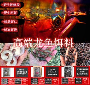 龍魚的嘴撞傷了會死嗎：龍魚吃海蝦對龍魚的影響 龍魚的嘴撞傷了會死嗎：龍魚吃海蝦對龍魚的影響 龍魚百科 第4張