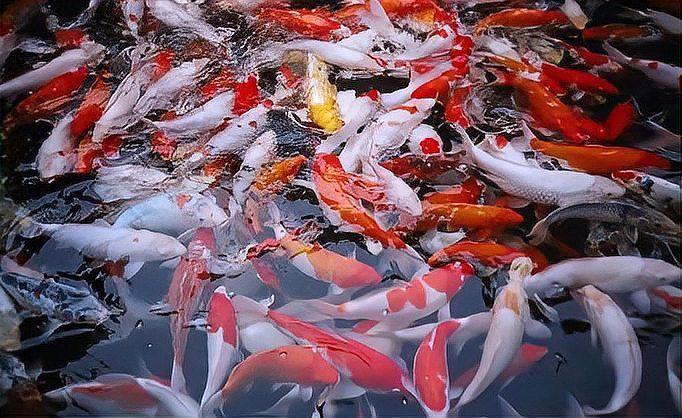 錦鯉三天喂一次行嗎