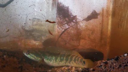 雷龍魚吃魚飼料嗎？（雷龍魚可以食用魚飼料，雷龍魚飼料的營養價值如何馴化）