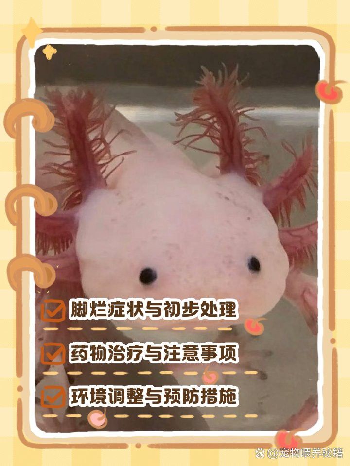 家養(yǎng)金龍魚如何判斷其年齡大小：家養(yǎng)金龍魚如何判斷其年齡？