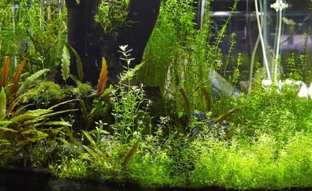龍魚缸鋪底砂，龍魚缸如何選擇底砂
