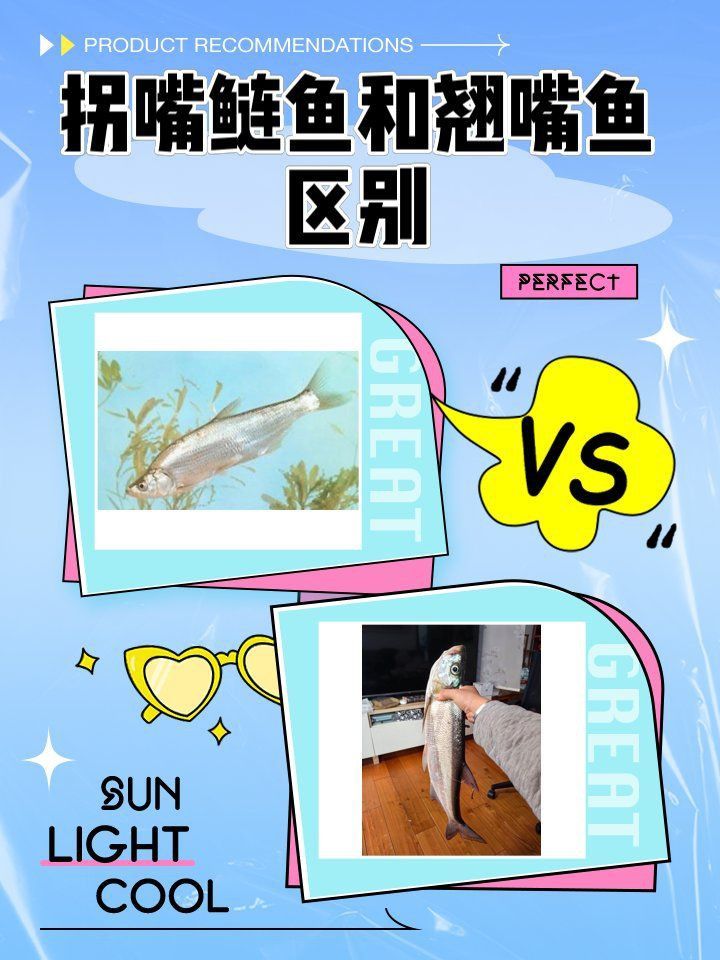 撅嘴鰱魚和翹嘴魚區別 撅嘴鰱魚和翹嘴魚區別 龍魚百科 第1張