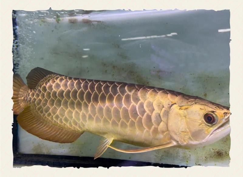 龍魚在哪些地區有信仰？ 龍魚在哪些地區有信仰？ 龍魚百科 第3張