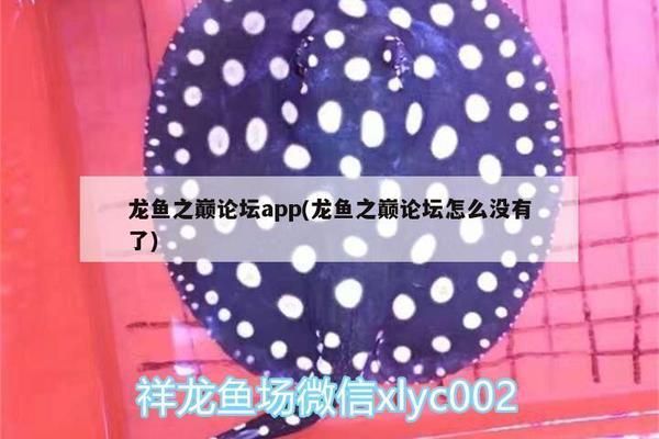 龍魚之巔app改名：龍魚之巔app改名“龍巔魚鄰”，龍巔魚鄰用戶評(píng)價(jià)匯總 龍魚之巔app改名：龍魚之巔app改名“龍巔魚鄰”，龍巔魚鄰用戶評(píng)價(jià)匯總 龍魚百科 第4張