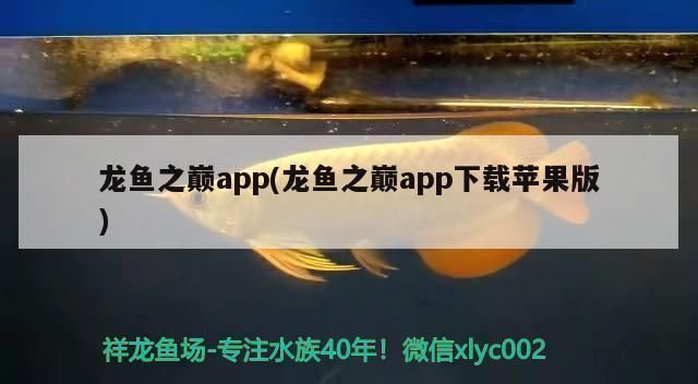 龍魚之巔app改名：龍魚之巔app改名“龍巔魚鄰”，龍巔魚鄰用戶評(píng)價(jià)匯總 龍魚之巔app改名：龍魚之巔app改名“龍巔魚鄰”，龍巔魚鄰用戶評(píng)價(jià)匯總 龍魚百科 第1張