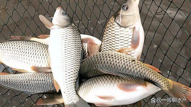 紅龍魚的營養價值：紅龍魚的營養價值及其對人體健康的影響 紅龍魚的營養價值：紅龍魚的營養價值及其對人體健康的影響 龍魚百科 第5張