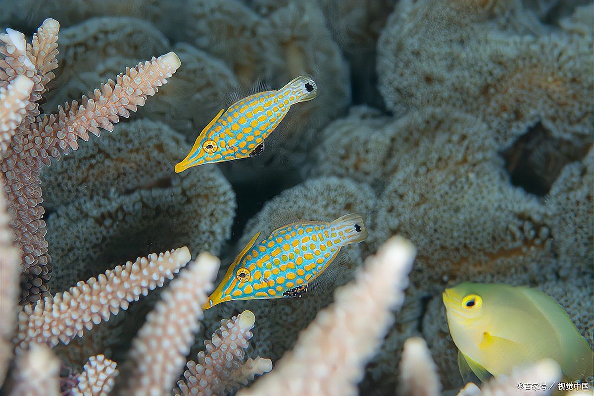 金龍魚白天需要開燈嗎