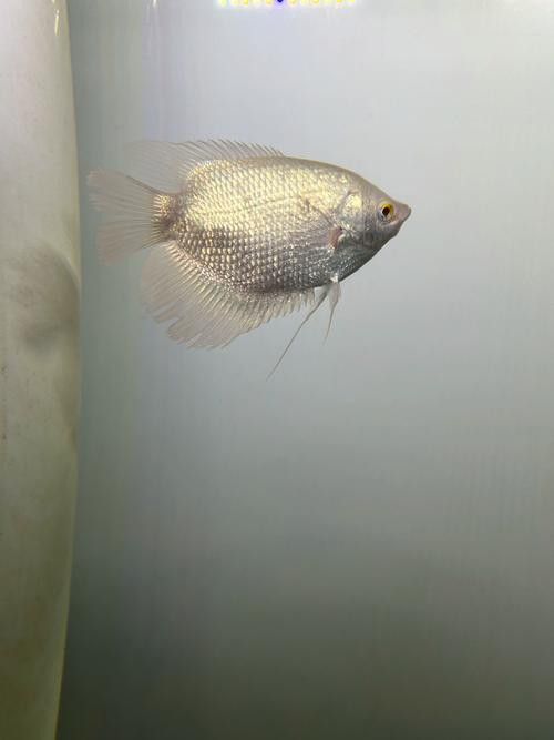 黃鰭鯧能和龍魚混養嗎圖片