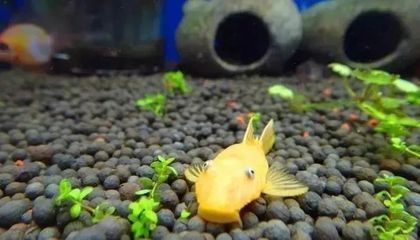 杰西卡恐龍魚幼魚疾病預防：杰西卡恐龍魚冬季飼料選擇
