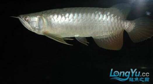 如何預防龍魚爛鰓病再次發生？ 如何預防龍魚爛鰓病再次發生？ 龍魚百科 第5張