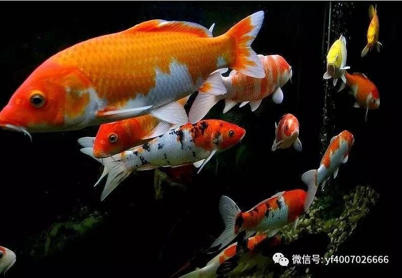 如何預防龍魚爛鰓病再次發生？ 如何預防龍魚爛鰓病再次發生？ 龍魚百科 第8張