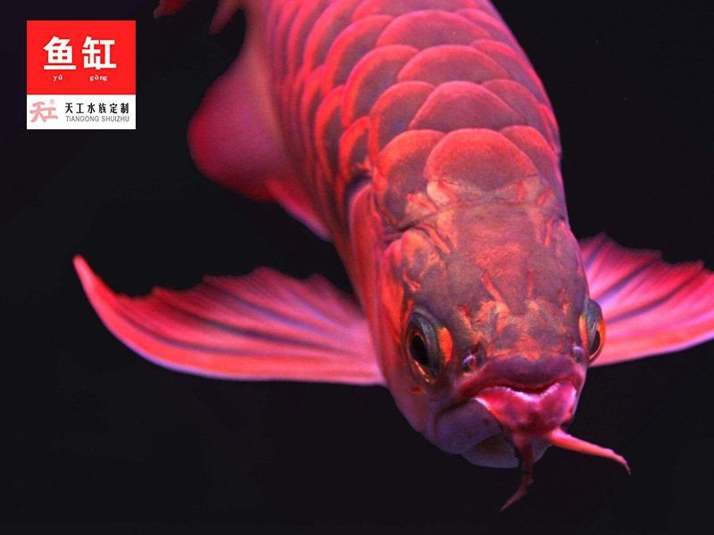 如何預防龍魚爛鰓病再次發生？ 如何預防龍魚爛鰓病再次發生？ 龍魚百科 第6張