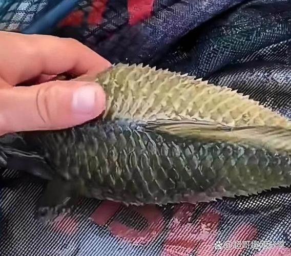 銀龍魚鱗片充血圖片