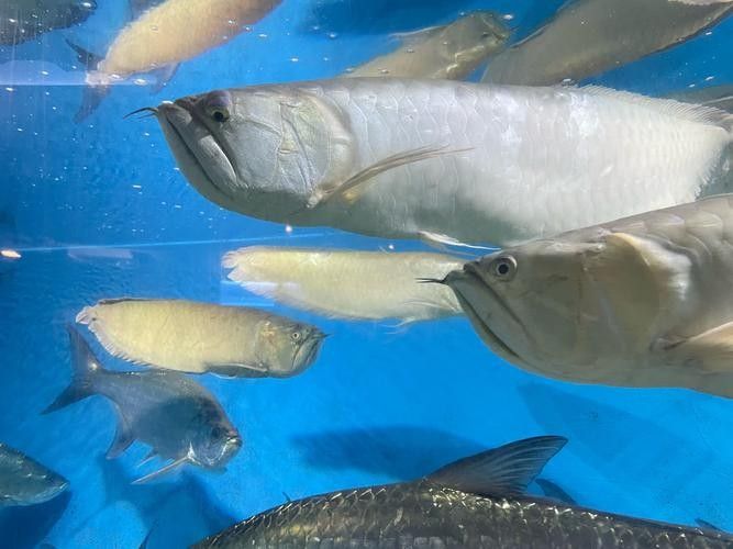 銀龍魚鱗片充血圖片