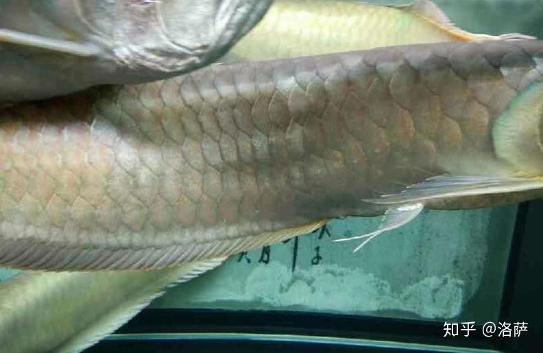 銀龍魚鱗片充血圖片