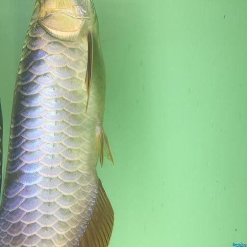 銀龍魚鱗片充血圖片