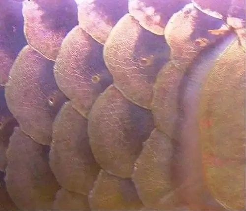 銀龍魚鱗片充血圖片