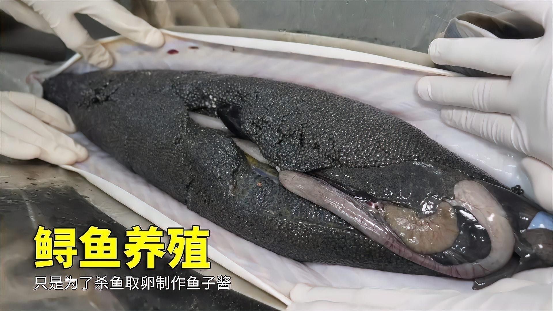河源鱘龍魚生長環境怎么樣啊