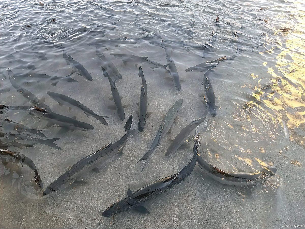 河源鱘龍魚生長環境怎么樣啊