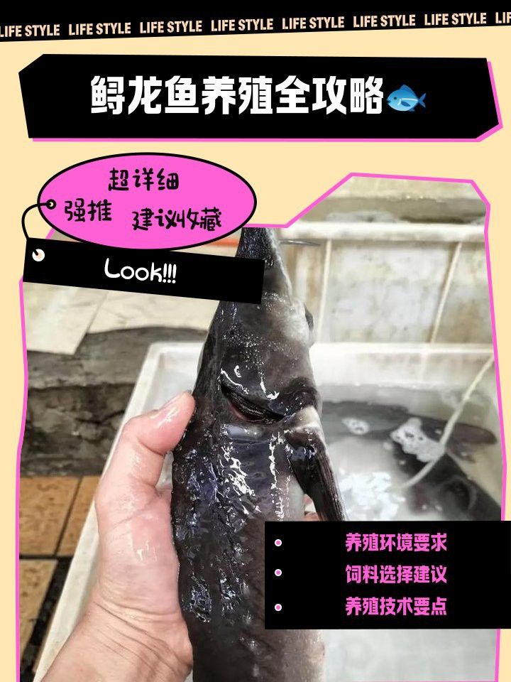 河源鱘龍魚生長環境怎么樣啊